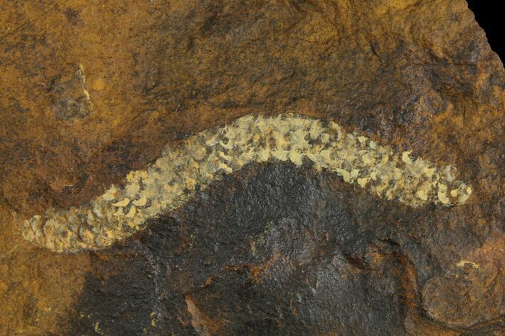 Paleocene Fossil Flower Stamen (Palaeocarpinus) - North Dakota #95368